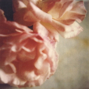 twombly-rose