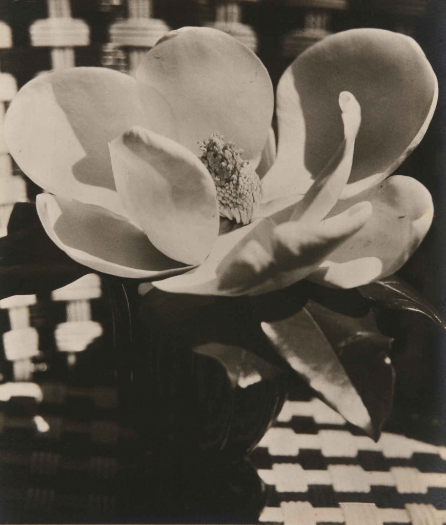 542a7e0508785003-magnolia