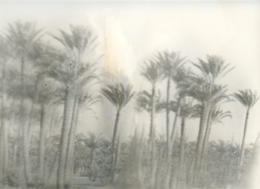 Sans titre [Les palmiers], vers 1980