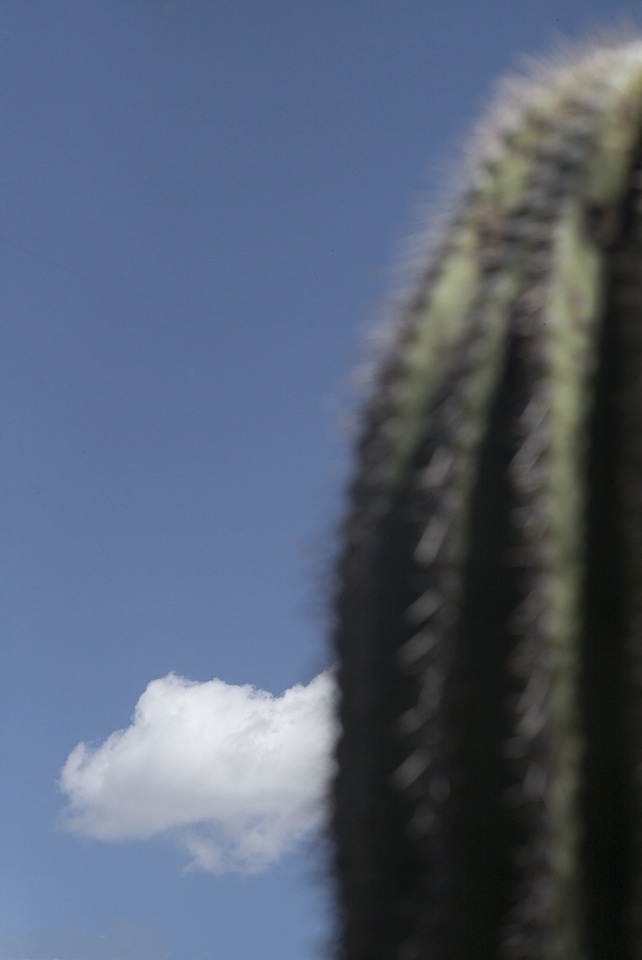 Ralph Gibson, Vertical-Horizontal, Cactus-Cloud.